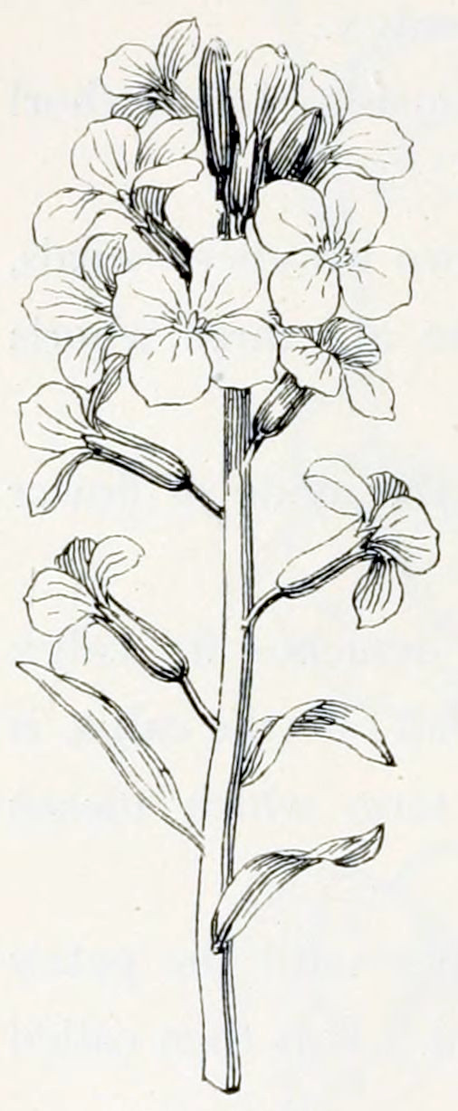 A stem bearing three small leaves at the base. Upward there are about 10 flowers, in different stages of ripeness. At the top there are still buds, in the middle they are in full bloom and further down blooming is over. Each flower has 4  equally sized petals. They emerge from an elongated calyx, that sits on a short stalk.