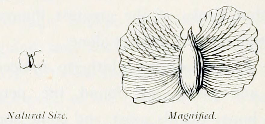 Two pictures of a seed, one natural size, one magnified. The magnification shows a grain in the centre with two wings at the sides. The grain is elliptic, with pointed ends. The wings are rounded.