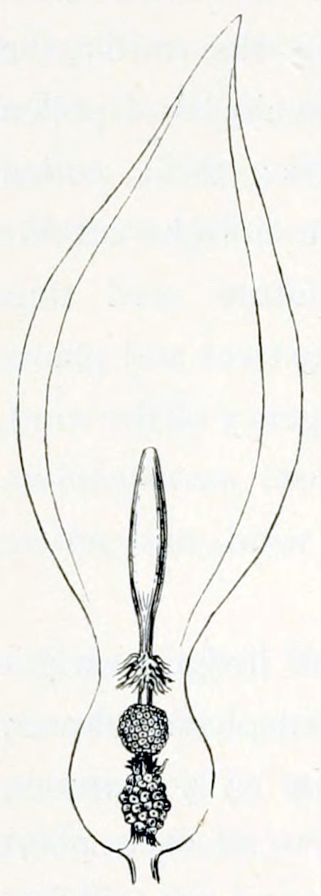 A cross section of a flower. Calyx and petals are shown schematically. They build a flask-like shape. From the bottom grows an intricate structure. At the base is a bulbous shape built from smaller forms, giving it the appearance of a blackberry. On top of that is a ball, with a pattern of small circles. On top of that is a club-like shape, about 2 times the size of the bulbs beneath it combined. At the base of the club grow hairs.