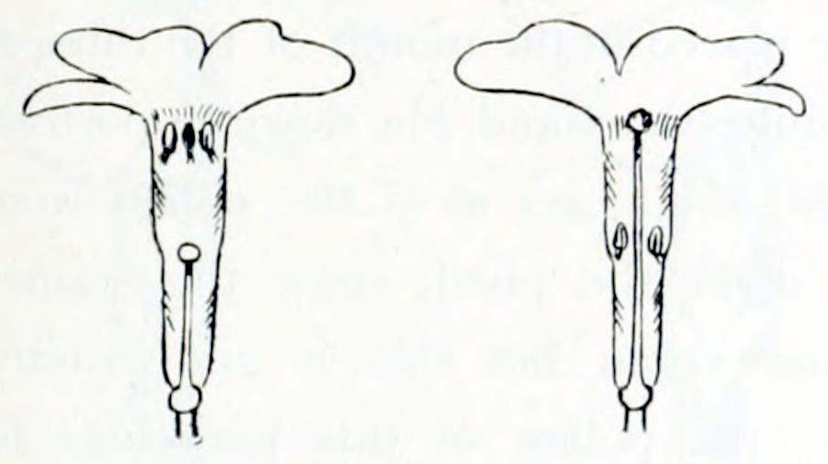 Two flowers is cross section. Both have a funnel-like shape. In both sections the anthers en pistils are shown. In the left one the pistil is short, so it only reaches halfway the funnel. The anthers are in the opening. In the right on the pistil is long and reaches the opening. The anthers are halfway the funnel.