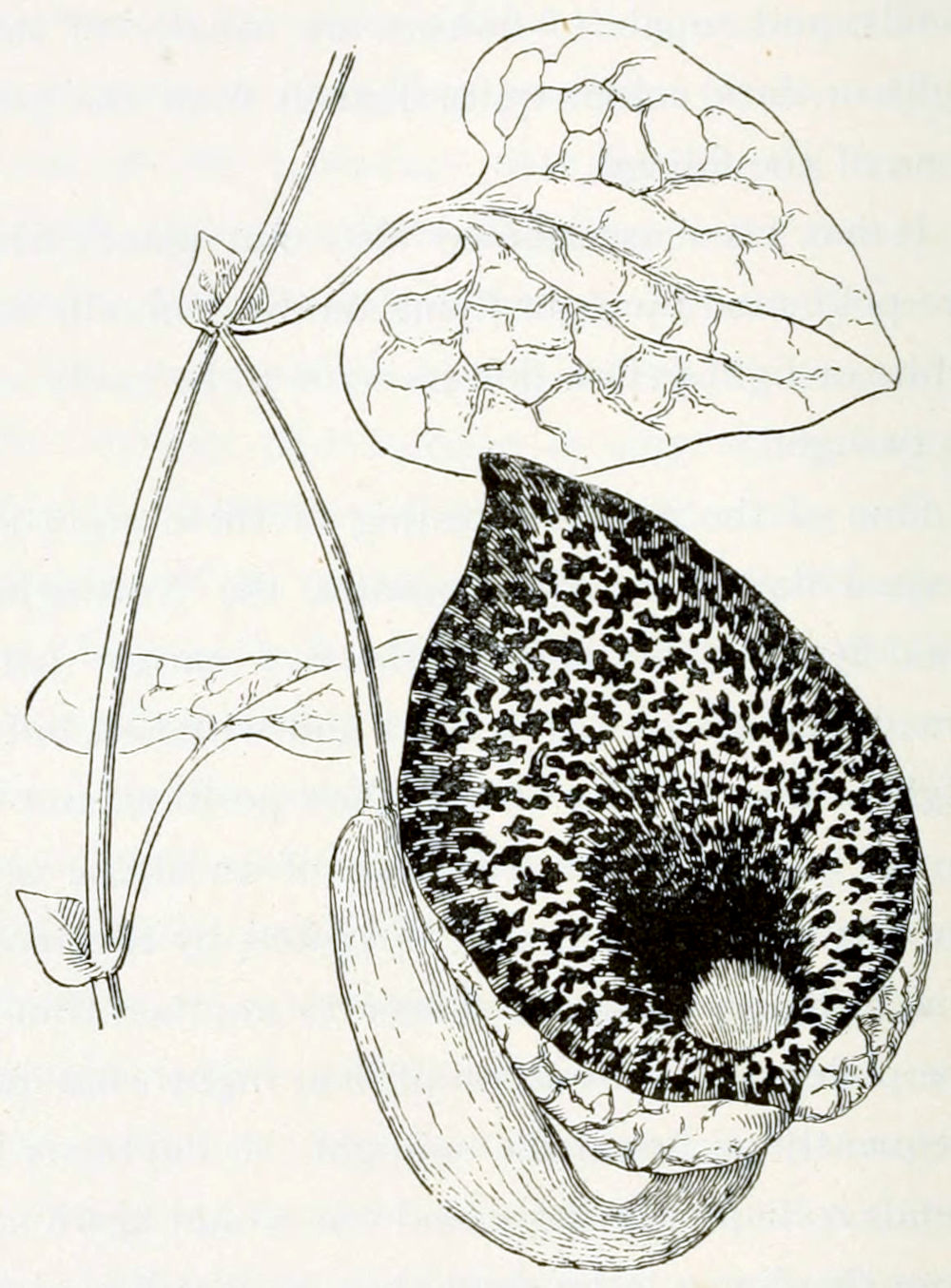 A stem with 4 leaves and a flower. The leaves are grouped in pairs. In each par one leaf is small and sits directly on the stem. The other is large, heart-shaped and sits on a stalk. The flower sits on a stalk that emerges from the axil of the upper pair of leaves. It has the form of an antique clay pipe, or a saxophone. The base is small and directed downward, but then it widens and bends upward. The petals have a pattern of small irregular spots, like a leopard skin.