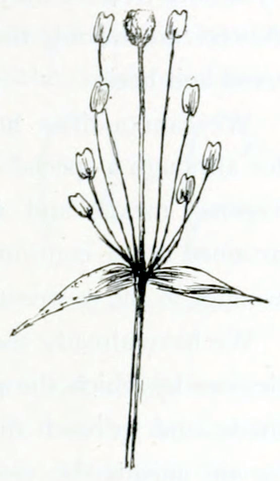 A stalk with at the end 2 elongated leaves, a pistil that sits on a stalk of its own and a group of 8 anthers. Each anther has a 2-lobed shape and sits on a thin stalk.