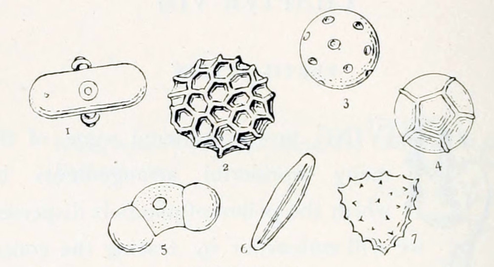 Pollen grains, numbered 1–7. Nr. 1 has the shape of a rounded cylinder, with small buds at the circumference in the middle. Nr. 2 is rounded with a skin consisting of hexagons. Nr. 3 is perfectly round, with small circular dots on the outside. Nr. 4 is perfectly round, with a pattern of pentagonal ribs on the surface. Nr. 5 consists of three semi-round shapes, stuck to each other in a line. So one is in the middle of the other two. The one in the middle is deformed into an trapezoid shape. It contains a small dot on the surface. The whole arrangement is not completely linear, but bent somewhat. Nr. 6 is elongated, with a stripe lengthwise. Nr. 7 is triangular, with little spikes on the surface.