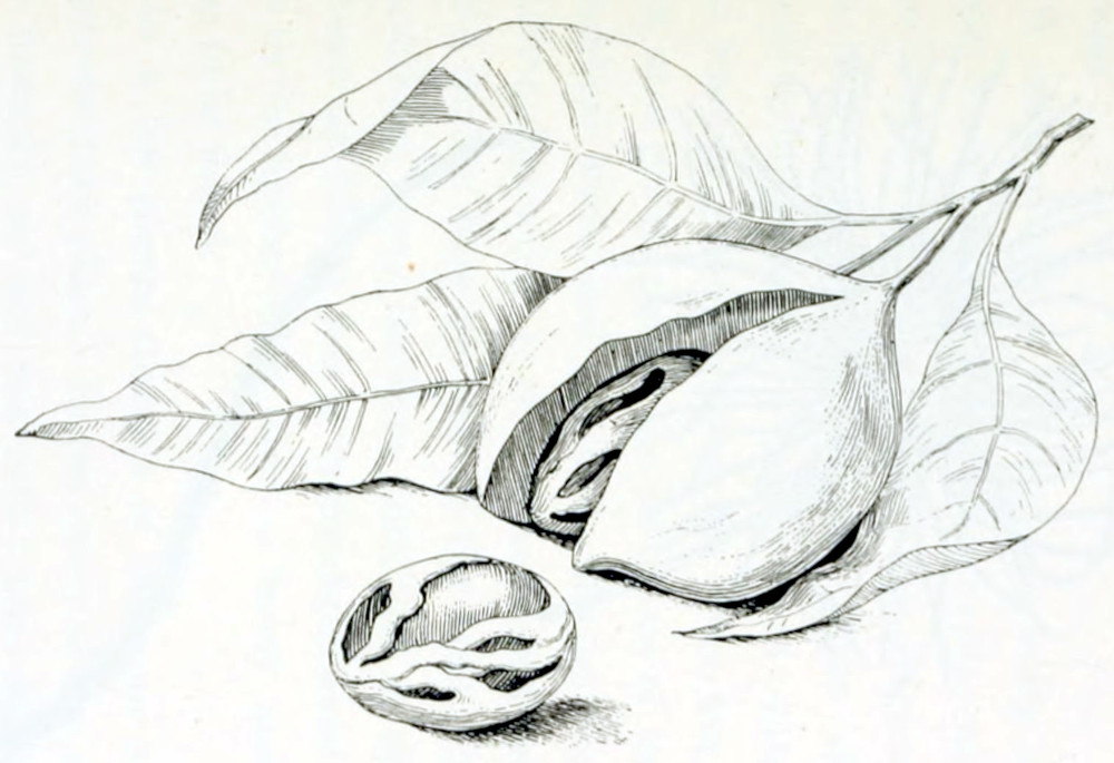 A short branch with 3 leaves and a nut. The leaves are elongated with pointed ends, and sit on short stalks. The nut also sits on a stalk and has an outer shell, which is partly opened and shows its contents: a shape with ribs and grooves. This contents is shown separately.