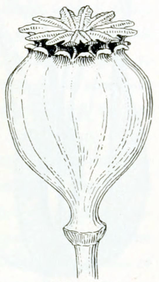A complex structure at the end of a stalk. It is a bulbous shape connected to the stalk by a thin neck, somewhat resembling an upside-down bottle. The top of it has an opening, made by a ring of small lips around the circumference. The opening is covered by a lid, that has a pattern of ribs radiating from its centre.