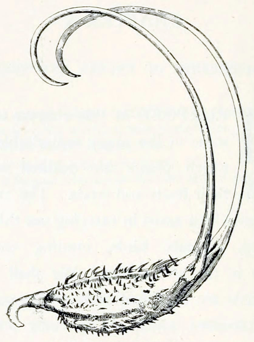 The seed is of an oval shape, with 2 pronounced ribs running in the length and is is covered by numerous little thorns. At the front end, the seed has a hook. At the rear end, 2 large outgrows appear, about twice the size of the seed. These point upwards and at the end are bent forward, to give them the appearance of antlers.