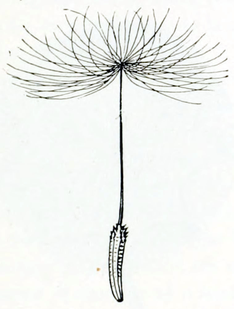 A seed in the shape of an ellipse, elongated and somewhat bent, with several fine ribs running in the length. It stands with its longs axis vertically. At the top end it has some small spikes. At the top is is connected to a thin stalk, about twice the length of the seed. This stalk has at its top an array of hairs, almost as long as the stalk, growing more or less horizontally, in all directions around a circle.