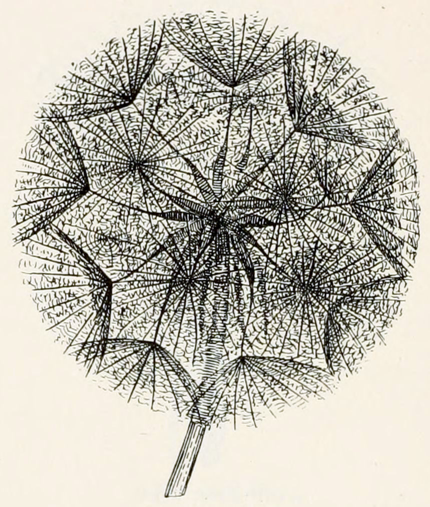 Part of a stem, that end in a ball. The ball is formed of some 20 little, opened up umbrellas, that through their shafts are connected to the end of the stem. At the connection point, each of the shafts has a thickening.