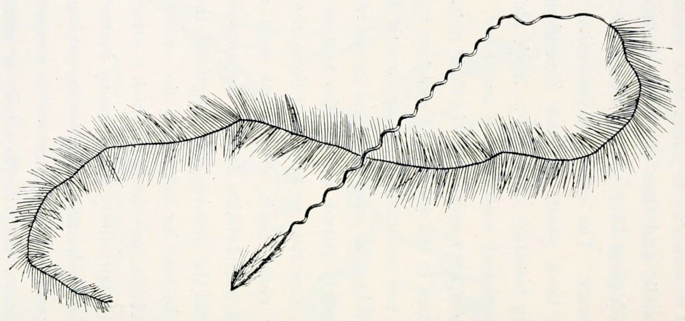 A seed, in the shape of an elongated ellipse, covered with hairs that all point to one end. At that end a very long thread, about 20 times the length of the seed, is attached. The first quarter of the thread, connected to the seed, is slightly coiled, giving it the appearance of a corkscrew. This part is bare, while the rest of the thread is covered in hairs, that grow perpendicular to the thread itself.