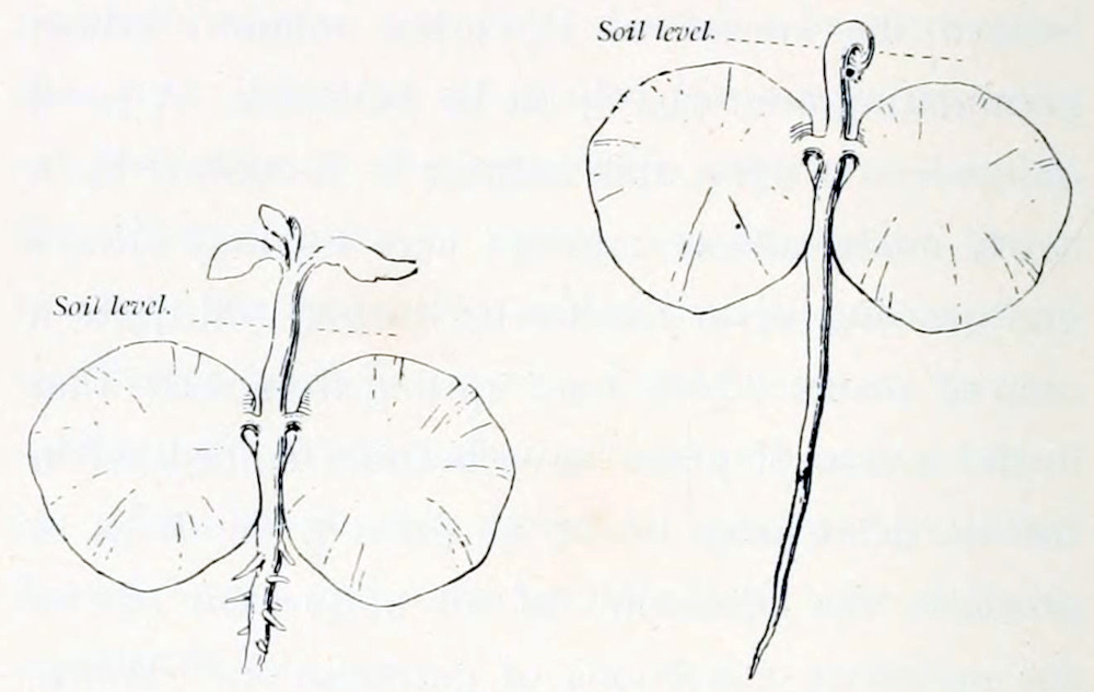 Two drawings of seedlings. In both drawings a dotted line indicates the soil level. Both seedlings have a root and a small stem with at their left and right sides a round lobe. In the left drawing, the stem reaches above the soil level and has some tiny leaves. In the right drawing the stem is bent at the soil level and no leaves are visible.