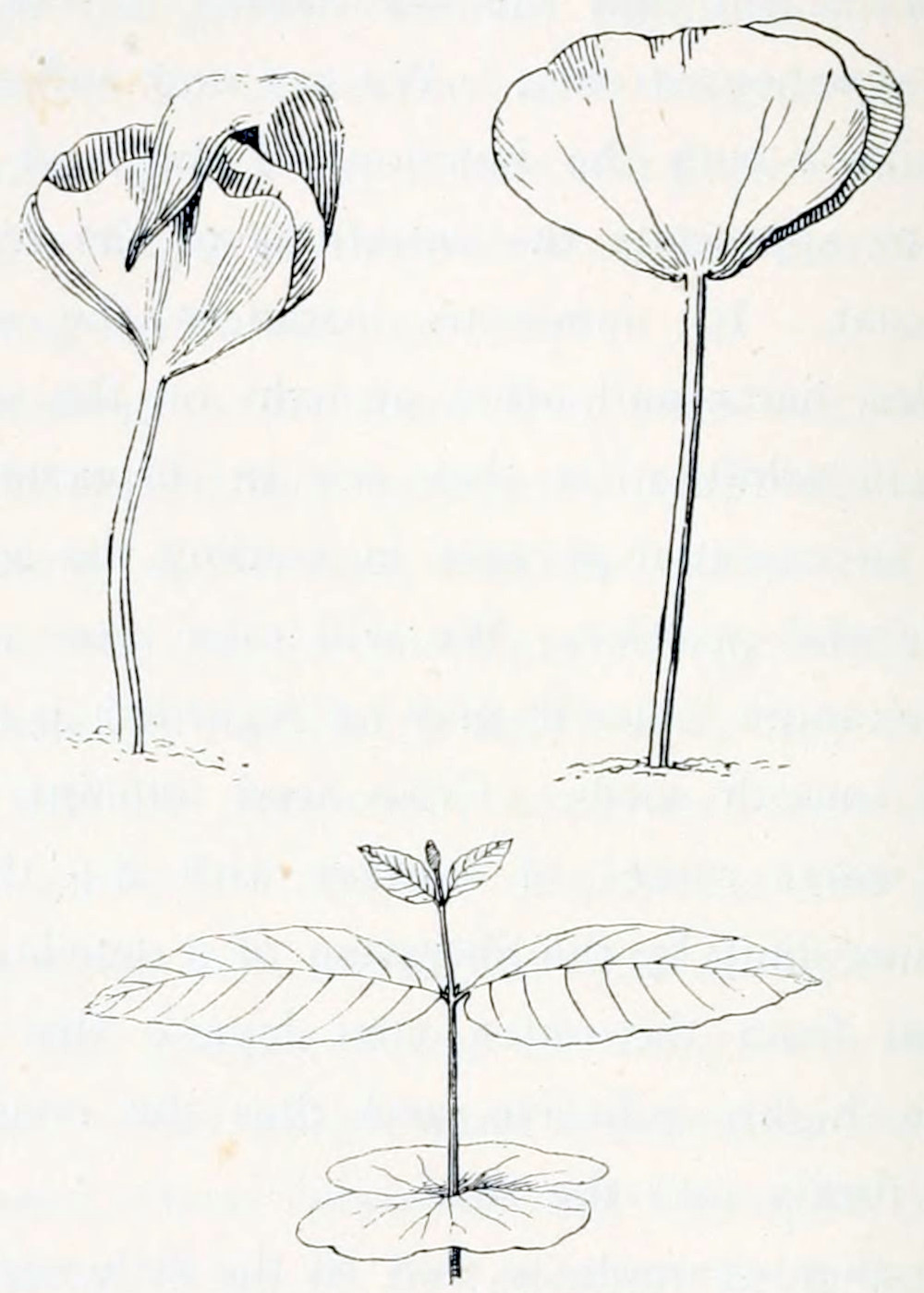 Three drawings of seedlings, two at the top and one below. The upper left one shows a short stem growing from the soil with two leaves of a roughly rounded, triangular shape. The leaves are squeezed together and covered by a small cap. The upper right one shows the same situation, now without the cap and the leaves are more expanded, however still squeezed together. The one below shows a stem with three pairs of leaves. The lowest pair is spread out horizontally and has a rounded shape. The middle pair is spread out horizontally too, but their shape is more oval with a sharp tip. They have pronounced veins in a feather-like structure. The top pair are much smaller and are of the same shape as the middle one, but they are growing more upward. The stem ends in a bud.