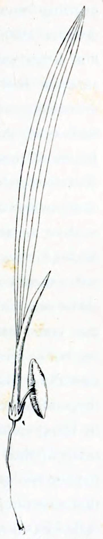 A young leaf growing from a sheath. The leaf is very elongated and has longitudinal veins. The sheath comes out of a small rosette that is connected via a thin stalk to a seed. The seed is ellipse shaped with pointed ends and has a longitudinal groove. From the rosette extends a thin root downward.