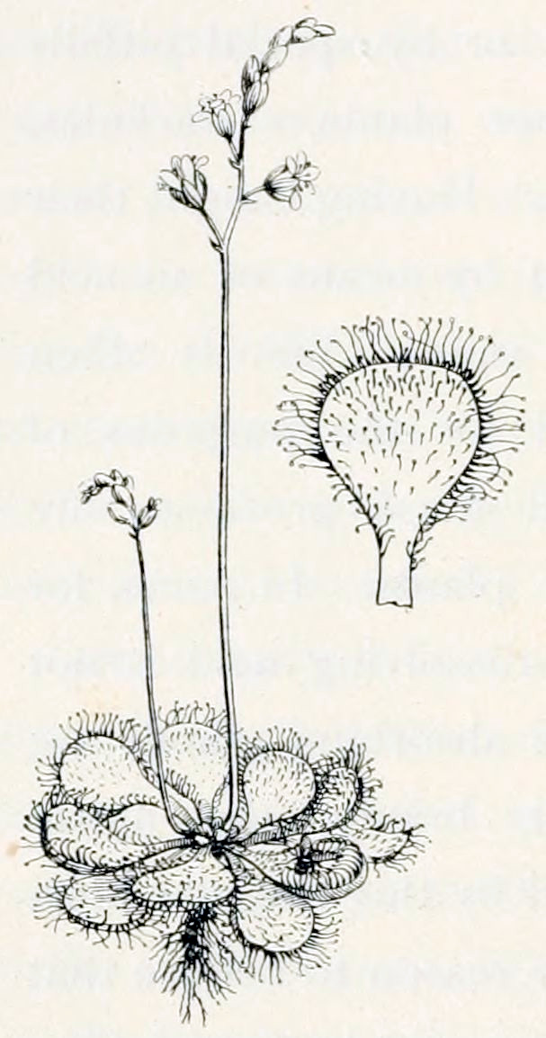 A plant that has a rosette of round leaves. Each leaf is covered with long hairs. From the rosette a short, strongly branched root grows downward en two shoots grow upward. The shoots bear at the end a row of buds, the lowest ones have opened into flowers on short stalks. A leaf is shown in detail. It is round with smooth edges and has a very short stalk. The hairs are long, and have little dots at their tips.