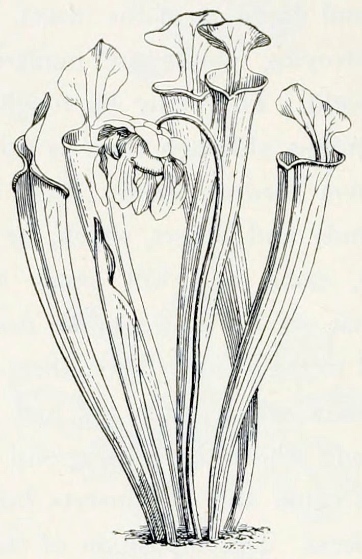 From the soil emerge six elongated beaker shaped structures with a large lip at the end. From the midst of these beakers grows one flower on a stem of about the same height. The stem is bent at the end, so the flower hangs downward. It has 5 hanging petals that emerge from a calyx.