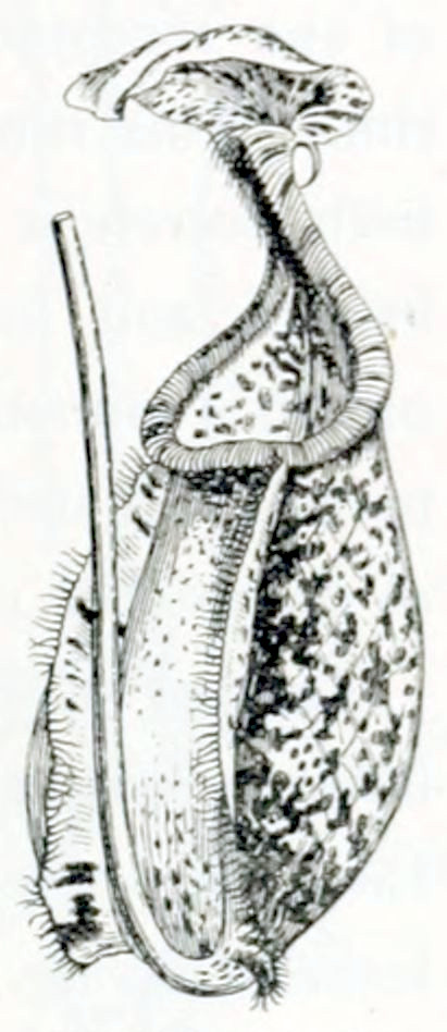 A vertical stalk from which, at the bottom end, grows a beaker-like structure. This beaker ends in a large lip that at some distance hangs over the opening of the beaker. The surface of the beaker and the lip is covered in dark, irregular spots. There are two wing-like structures on the beaker, starting at the end point of the stalk and stretching up to the opening. These wings have many hairs along their edges.