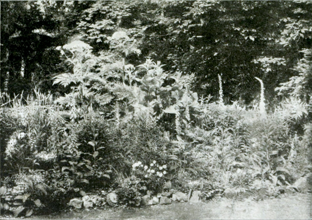 Part of a garden in which many flowers of different kinds, before a wall of shrubs and trees, grow. In the centre is a group of high plants with large flowering umbrellas and deeply cut leaves.