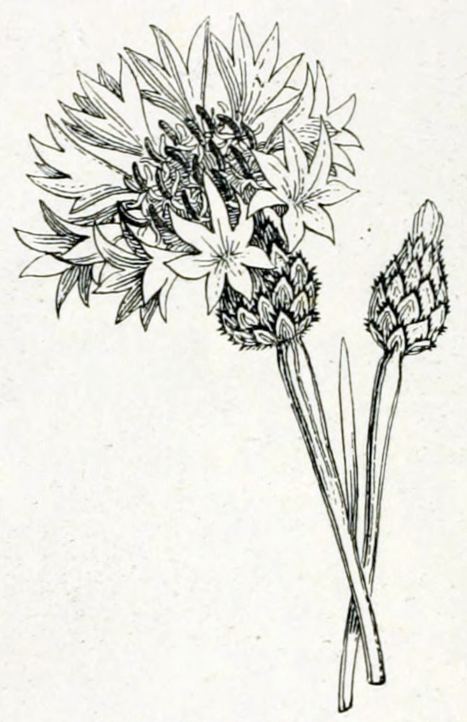 A bud and a flower. The bud is oval and covered in scales. From the top a group of small petals emerges. The flower shows this group of petals further developed. They form a bunch of little flowers of their own. Each of these has six petals that are arranged in a star shape. These flowers are arranged in a circle. In the centre of this circle is a group of small pistils and anthers.