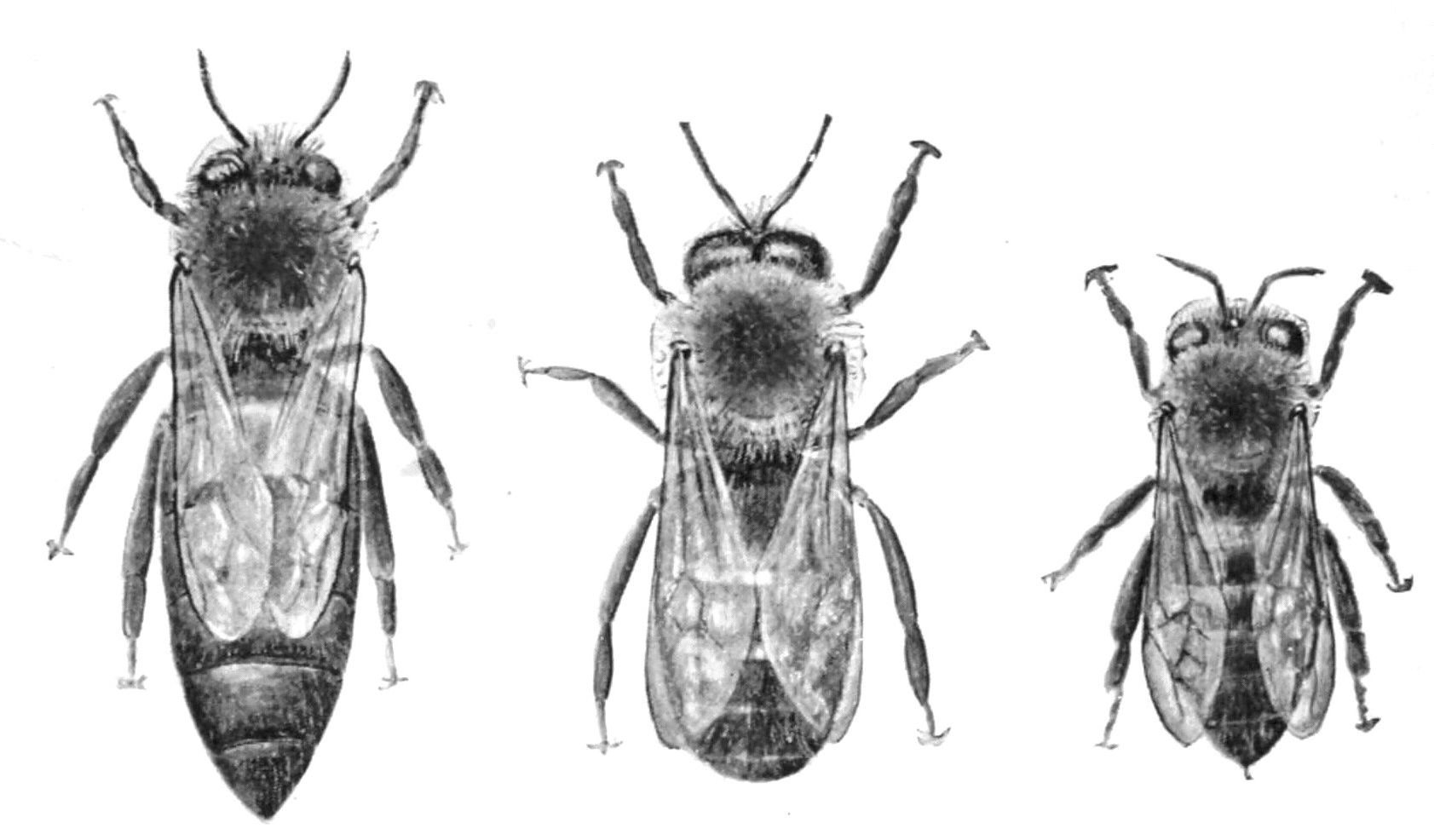 Three bees: A queen, a drone, and a worker