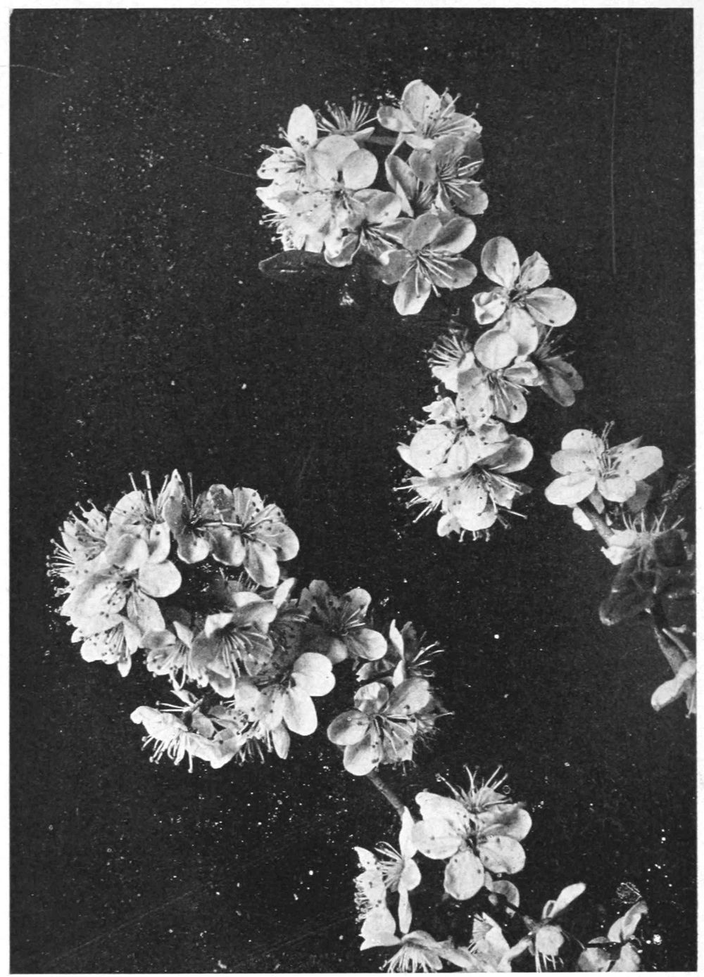 Close up pictures of bunches of plum blossoms at the end of branches.