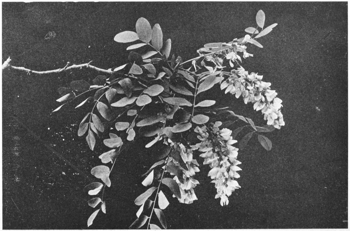 Close up view of black locust blossoms on the branch.