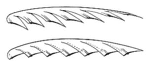 A diagram showing two views of a bird's wing feather structure — the top view showing individual feather barbs/vanes in detail, and the bottom view showing the curved cross-sectional profile of the wing.