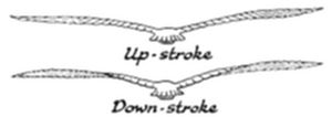 A diagram illustrating a bird's wing motion during flight, showing two positions labeled Up-stroke and Down-stroke to demonstrate the flapping cycle.