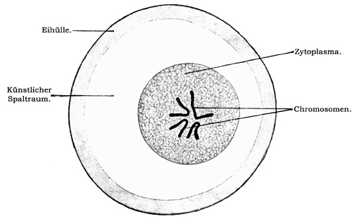 Fig. 12.