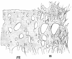 Fig. 44.