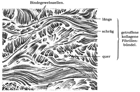 Fig. 49.