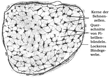 Fig. 51.