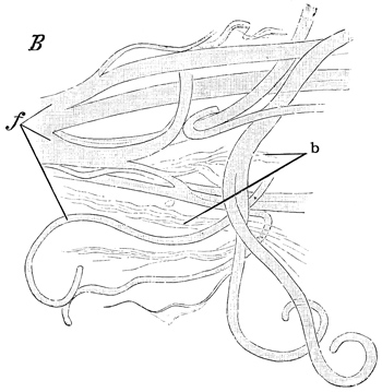 Fig. 52.