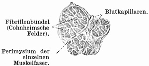 Fig. 80.