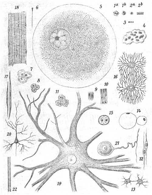 Fig. 97.