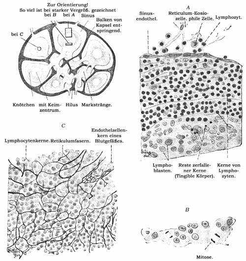 Fig. 115.