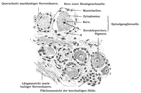 Fig. 165.