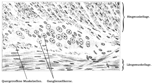 Fig. 247.