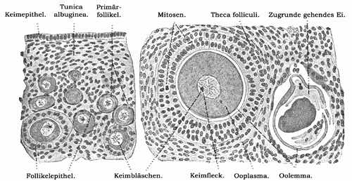 Fig. 312.