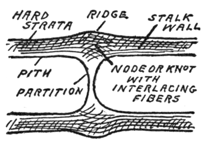 Sketch identifying hard strata, ridge, stalk wall, pith, partition, and node.