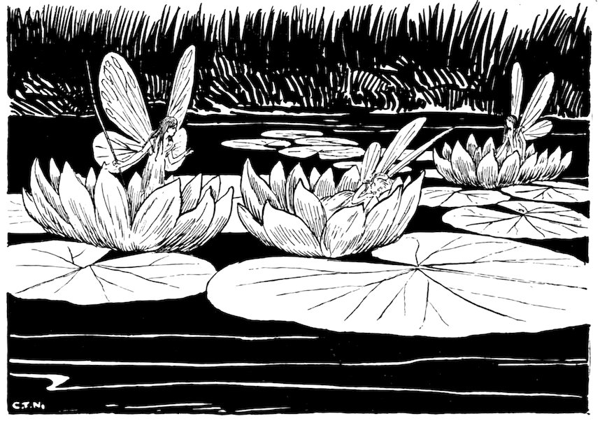 Black and white illustration of winged fairies resting or standing inside open water lilies floating on a dark pond among lily pads.