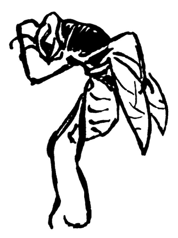 Black and white illustration of a fly with its hands raised to its head in a distressed or dramatic pose.