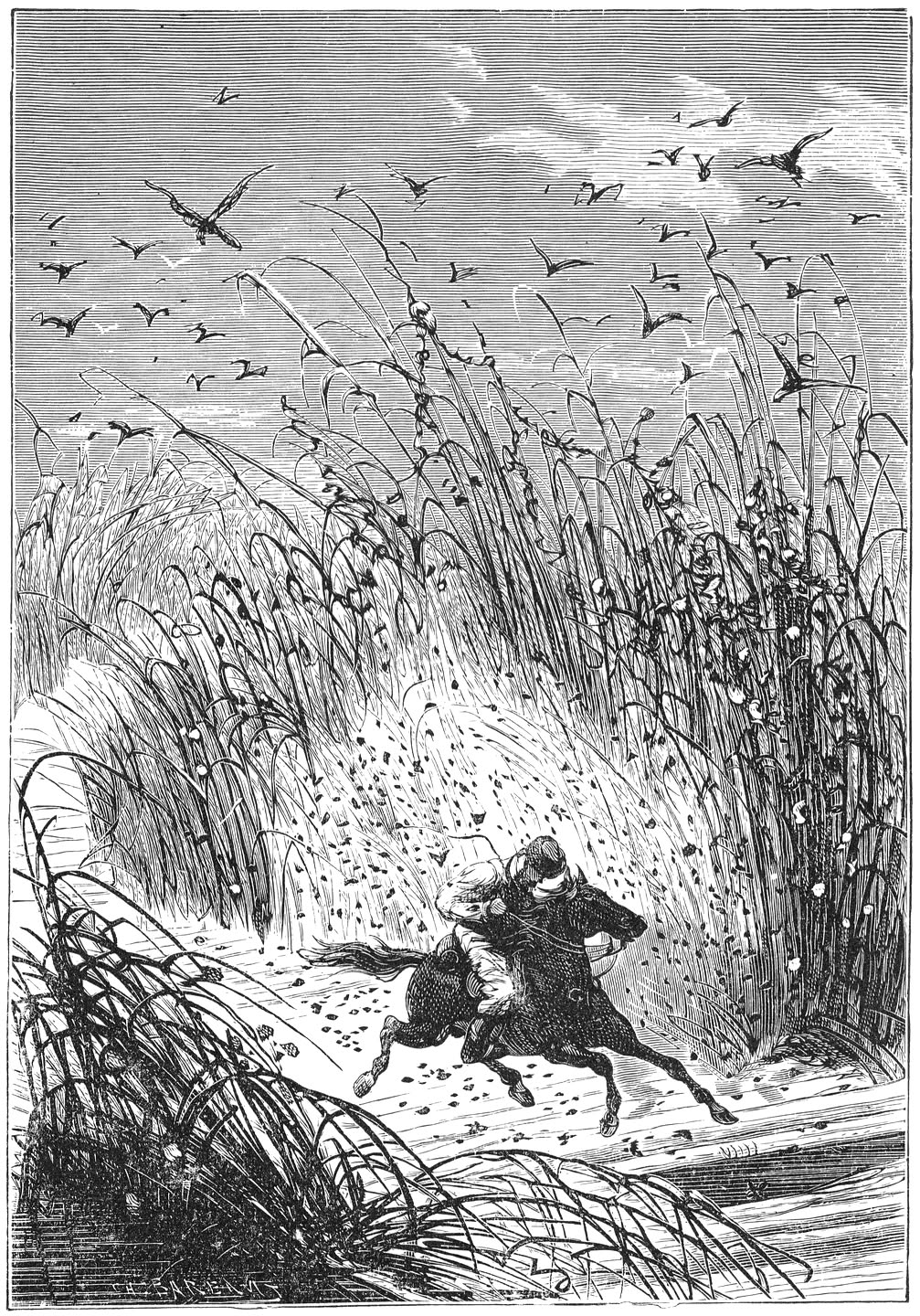 Het paard, door deze venijnige insecten gestoken.