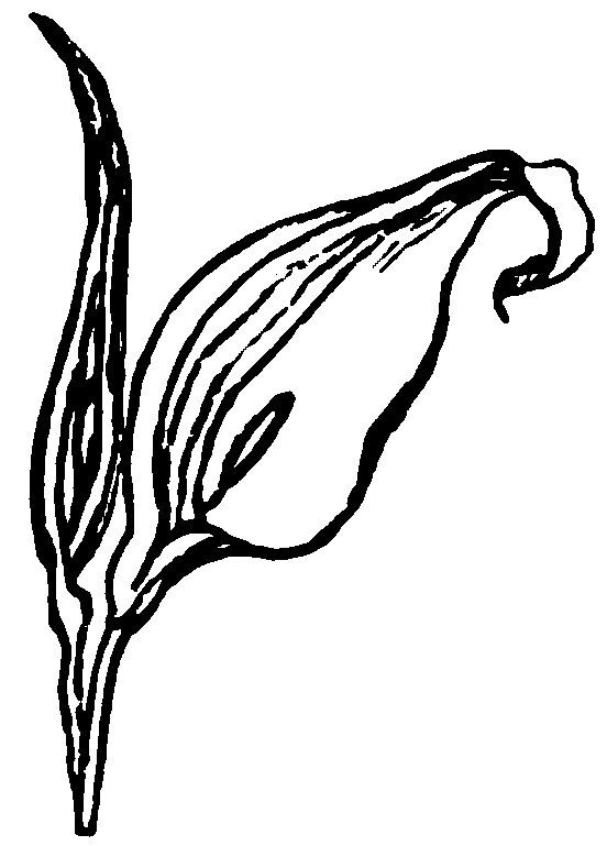 Two broad leaves.