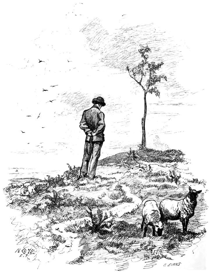 A man standing on a hill with sheep and a sparse tree.