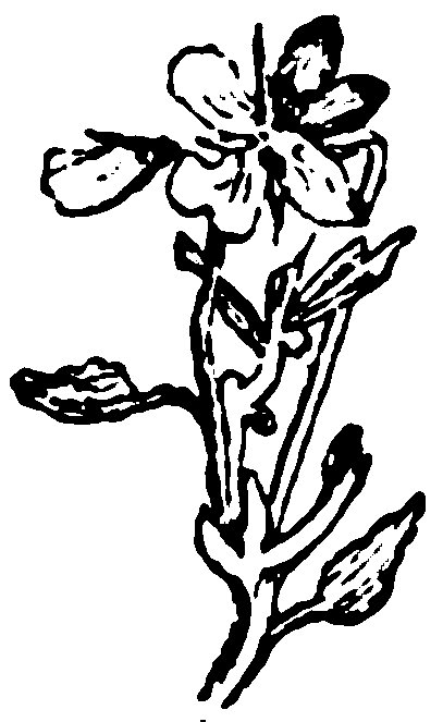 A flowering plant with small blossoms and leaves.