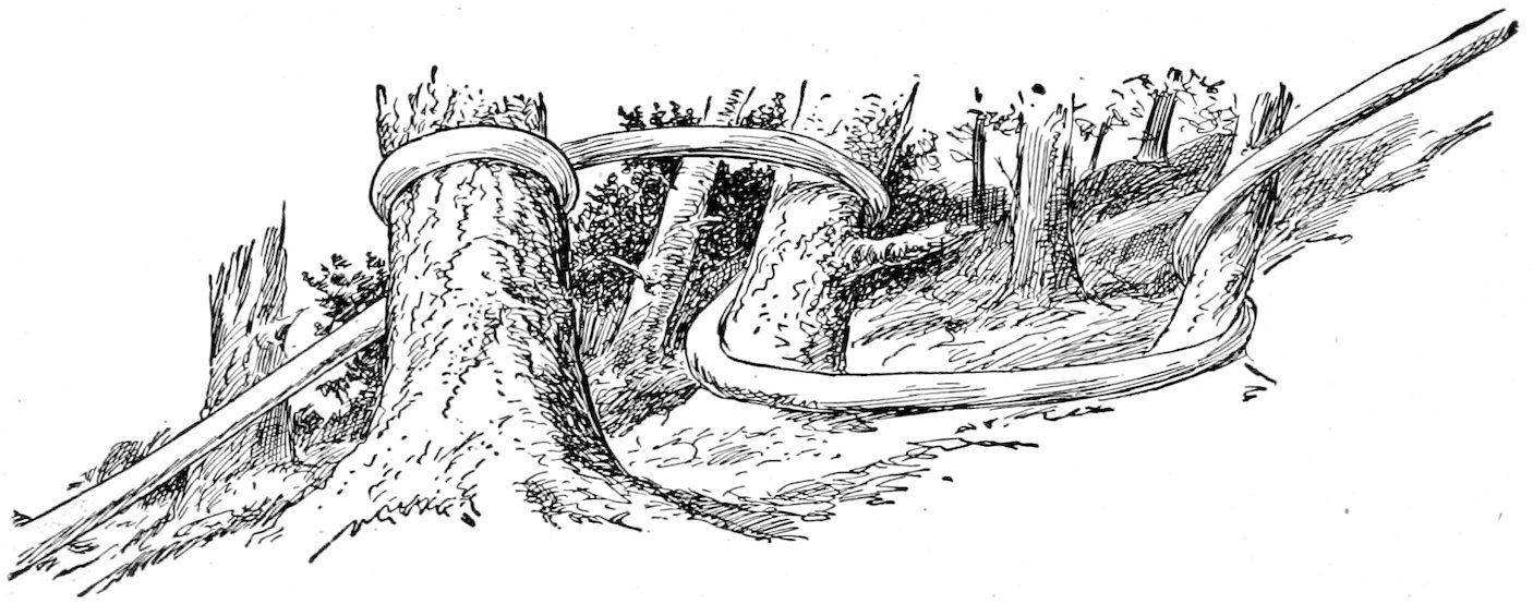 An exceptionally long, snaking neck winding its way around several tree trunks in a wooded area.