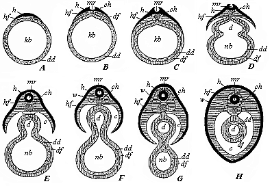 Fig.105. Severance of the discoid mammal embryo from the yelk-sac, in transverse section (diagrammatic).