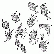 Fig.12 Mobile cells from the inflamed eye of a frog.