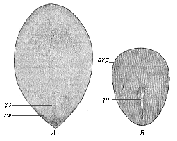 Fig.121. Oval embryonic shield of the rabbit.