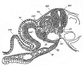 Fig.152. Transverse section of a duck-embryo with twenty-four primitive segments.