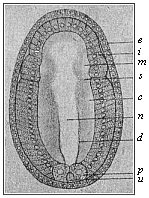 Fig.156. Embryo of the amphioxus, sixteen hours old, seen from the back.